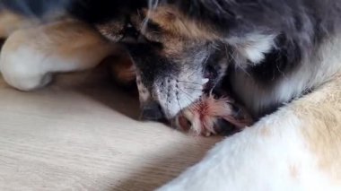 Pençesini yalayan bir köpeğe yaklaş