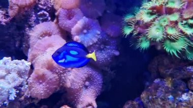 Renkli mercanların ve deniz şakayıklarının yanında zarif bir şekilde yüzen canlı mavi bir balık görüntüsü. Sahne, okyanus ve akvaryumla ilgili konular için ideal olan deniz ekosistemlerinin çeşitliliğini ve güzelliğini vurguluyor.