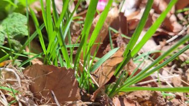 Düşen sonbahar yapraklarının arasından süzülen parlak yeşil çimenlerin yakın çekimi, bereketli yeşillik ve toprak kahverengiler arasındaki zıtlığı gözler önüne seriyor, yazdan sonbahara geçişi özetliyor..