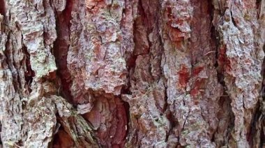 Kaba ve dokulu yüzeyini gösteren ağaç kabuğunun detaylı bir görüntüsü. Organik desenler ve toprak renkler, doğa esinlenilmiş tasarımlar veya eğitim amaçları için ideal olan orman elementlerinin doğal güzelliğini vurgular..