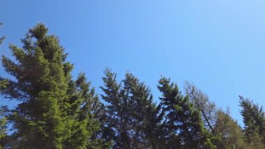 Berrak mavi gökyüzünün altındaki canlı yeşil ağaçlar doğa meraklıları için huzurlu bir manzara sunuyor. Sükunet, açık hava maceraları ya da çevresel farkındalığa odaklanan tasarımlar için mükemmel..