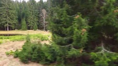 Bu sakin orman manzarasında yemyeşil çam ağaçları açık bir çayırın çevresini sarar. Doğa inzivaları, yürüyüş maceraları ya da sakin kaçamaklar için ideal. Sahne, el değmemiş vahşi doğaya huzurlu bir bakış sunuyor..