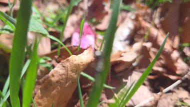 Düşen sonbahar yapraklarının yakından görünüşü yeşil çimlerle iç içe geçmiş, canlı pembe bir taç yaprağı, toprak tonların ortasında. Görüntü bir orman ortamının kırsal çekiciliğini ve renk kontrastını özetliyor.