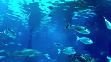 Çeşitli balıklar canlı bir mavi okyanus ortamında zarifçe yüzerler. Işık suyun içinden süzülüyor, sahneyi aydınlatıyor ve sualtı bitki örtüsünün arka planına karşı deniz yaşamının karmaşık hareketlerini anlatıyor..