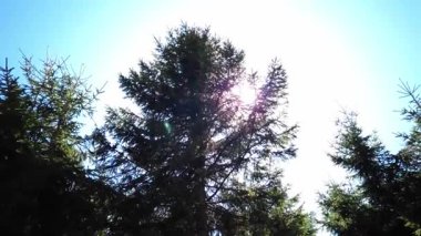 Güneş ışığı, uzun ve yeşil ağaçların dallarından süzülerek sakin ve sakin bir orman atmosferi yaratır. Parlak gökyüzü, derin yeşil yapraklarla çelişiyor. Huzurlu ve ferahlatıcı bir doğal manzara sunuyor..