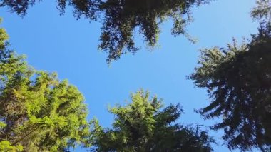 Berrak, mavi bir gökyüzünün sakin manzarası sakin bir ormandaki yemyeşil ağaçlardan oluşan gür bir gölgelik tarafından çerçevelenmiş. Canlı maviliğe karşı canlı yeşil yeşillik uyumlu ve huzurlu bir doğal manzara yaratır..