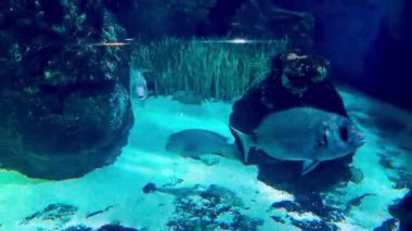 Canlı bir sualtı sahnesi çeşitli balıkların yemyeşil deniz bitkileri ve kayalık oluşumlarda yüzdüğünü gösteriyor. Güneş ışığı suyun içinden süzülür, su ortamının karmaşık dokuları ve canlı renkleri..