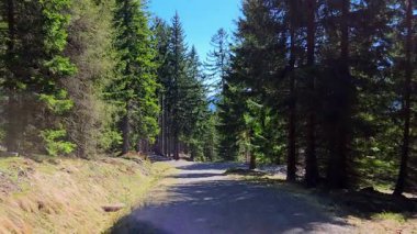 Güneş ışığı yükselen çam ağaçlarının arasından süzülür. Canlı bir ormanda sakin bir toprak yolu kaplar. Sahne bir huzur hissi yayar ve doğaya kaçar, açık hava maceraları ya da rahatlama için idealdir..