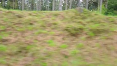 Çimenli bir tepenin ve arka planda uzun ağaçların olduğu hareketli bulanık bir orman manzarası fotoğrafı. Dinamik hareket efekti sanatsal bir dokunuş, yemyeşil ve sakin orman manzarası ekler..
