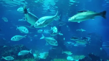 Canlı, mavi bir okyanus ortamında yüzen çeşitli balıkların yer aldığı büyüleyici bir sualtı sahnesi. Görüntü deniz biyolojik çeşitliliğini ön plana çıkarıyor, çeşitli balık türlerini mercan ve su bitkilerine karşı sergiliyor.