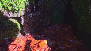 Canlı sonbahar yaprakları bir orman ortamında yosun kaplı kayaların altında dinlenir. Güneş ışığı filtreler, desenli zemin ve büyüleyici bir parıltı bırakır. Sahne huzuru ve doğa döngüsünün güzelliğini çağrıştırıyor..