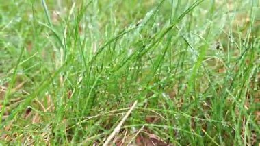 Çiy damlaları canlı yeşil çimen yapraklarına nazikçe tutunarak ferahlatıcı ve dingin doğal bir zemin oluştururlar. Parmak izleri ya da dijital tasarımlar için mükemmel. Sahne, sakinlik ve yenilenme hissi uyandırıyor..