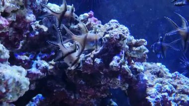 Tropikal balıklar canlı bir mercan resifinin etrafında zarif bir şekilde yüzerler iyi aydınlatılmış bir akvaryumda. Renkli mercanlar dinamik bir zemin sağlar, deniz biyolojik çeşitliliğini ve su altı ortamlarının dingin güzelliğini gösterir..