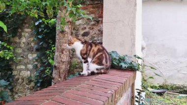 Bereketli yeşillik ve kırsal dokularla çevrili sakin bir bahçedeki tuğla duvara tünemiş bir tekir kedi huzuru ve doğayı somutlaştırır. Doğa temalı dekor veya yazdırma materyalleri için ideal.