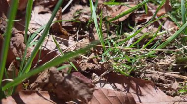Kuru kahverengi yapraklar, orman zemininde taze yeşil çim yapraklarıyla karışır. Mevsimlerin geçişi. Zıt dokular ve renkler doğal, dünyevi bir sahne yaratır..