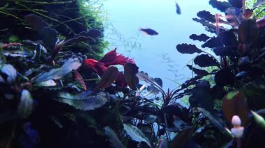 Su bitkileri ve renkli balıklar, ayrıntılı yapraklar ve çeşitli balık türlerinin sergilendiği sakin bir sualtı manzarası yaratırlar. Sahne akvaryumlardaki biyolojik çeşitliliği vurguluyor, dingin bir su ortamını vurguluyor.