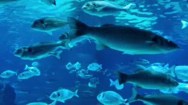Akvaryum ortamında yüzen çeşitli balıkların olduğu mavi okyanus manzarası. berrak su, su temalı projeler için ideal olan deniz yaşamının çeşitliliğini ve güzelliğini gösteren farklı balık türlerini ön plana çıkarıyor..