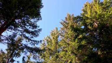 Uzun yeşil ağaçlar canlı bir mavi gökyüzünü çerçeveler, dingin ve ferahlatıcı bir açık hava manzarası yaratır. Doğa, sükunet ve çevre temaları üzerine odaklanan projeler için ideal, doğal manzaraların güzelliği.