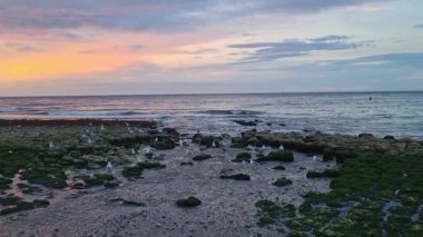 Sakin bir sahil manzarası kayalık bir sahilde canlı bir gün batımı. Yumuşak dalgalar yosun kaplı kayalara çarparken martılar da pastel bir gökyüzünün altında bir araya gelerek huzur ve doğal güzelliği çağrıştırıyor..