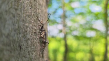 Bokeh arkaplanlı Lush Ormanı 'ndaki Ağaç Kabuğunda Böceğin Macro Görünümü