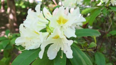 Bahar Çiçeği Tasarımı İçin Yeşillikte Beyaz Rhododendron Çiçeği Yakın Çekimi