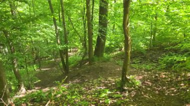 Bereketli yeşil ağaçların arasından süzülen, huzurlu bir orman manzarası, doğa meraklıları için ideal bir dinlenme yeri ya da orman ortamında canlandırıcı bir yürüyüş macerası..