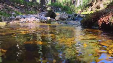 Güneşli Orman 'da Çakıl Taşları Üzerinde Süzülen Huzurlu Orman Akıntısı