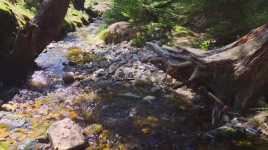 Güneş Işığı Ormanı 'ndaki Kayaların Üzerinden Süzülen Huzurlu Orman Deresi