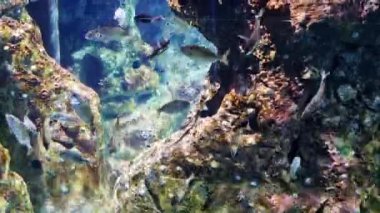 Mercan Resifi Akvaryumunda Deniz altı Yaşam Sahnesi