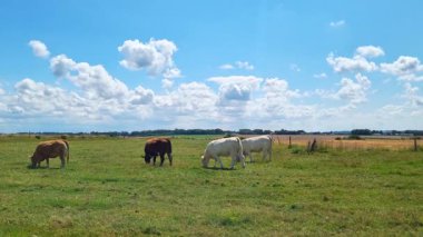 Doğa ve Tarım Teması İçin Mavi Gök Altında Otlayan Sığırlarla Pastoral Manzara