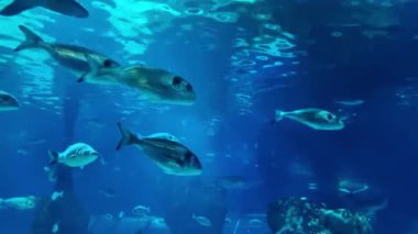 Dalgalı sualtı sahnesinde çeşitli balıklar zarif bir şekilde derin mavi su ortamında yüzüyor. Doğa meraklıları ve okyanus temalı tasarımlar için ideal deniz biyolojik çeşitliliği ve sualtı yaşamının dingin güzelliği.