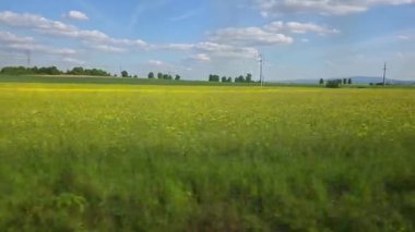 Uzaklara uzanan geniş bir sarı kır çiçeği tarlasının yer aldığı sakin bir kır manzarası. Mavi gökyüzü tüylü bulutlarla kaplı ve uzak bir ağaç ve tepeler çizgisi huzurlu ortamı güçlendiriyor..