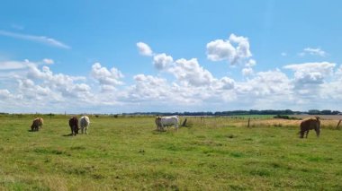 İnekler gür, geniş bir çayırda tüylü bulutlarla benekli parlak mavi bir gökyüzünün altında huzur içinde otlarlar. Sakin kırsal alan, sakin bir huzur ve açık bir günde doğal güzelliğin özü..