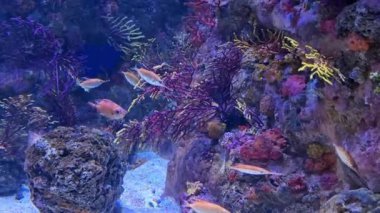 Canlı bir mercan resifi sahnesi, dingin bir akvaryum ortamında çeşitli renkli mercanlar ve balıklar sergiliyor. Farklı balık türleri mercanlar arasında zarifçe yüzerek dinamik ve büyüleyici bir sualtı görüntüsü yaratırlar..