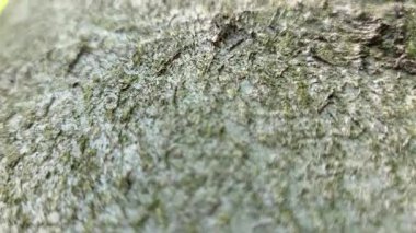 Yeşil yosun kaplı ağaç kabuğunun yakından görüntüsü, karmaşık detaylar ve doğal desenler. Doğa temalı arka planlar, eğitim materyalleri ve çevresel kavramlar için ideal.