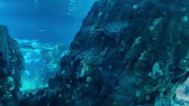 Derin mavi okyanus sularıyla çevrili büyük kayalık bir oluşumun yer aldığı sualtı sahnesi. Güneş ışığı suya nüfuz eder, sakin, doğal bir ortam yaratır. Deniz araştırmaları ve su biyolojik çeşitliliğini takdir etmek için mükemmel bir ortam..