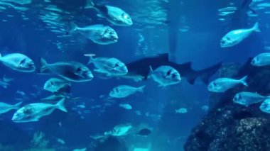 Su yaşamının canlı bir gösterisinde çeşitli balıklar ve derin mavi bir akvaryumda zarafetle yüzen bir köpekbalığı görülüyor. Sahne ışık ve suyun etkileşimini vurguluyor, okyanus güzelliğinin sakin ve büyüleyici bir deneyimini yaratıyor..