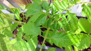 Canlı yeşil domates bitkisinin güneş ışığında güneşlenen yaprakları, sağlıklı büyüme ve yemyeşil yapraklar. Bahçe temaları, bitki bakımı veya tarımla ilgili içerik ve görseller için ideal.