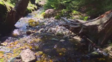 Kayaların ve yemyeşil ağaçların altında akan sığ bir derenin yer aldığı sakin bir orman manzarası. Güneş ışığı yaprakların arasından süzülür, suya ve ormanın doğal güzelliğine nazik yansımalar yapar..