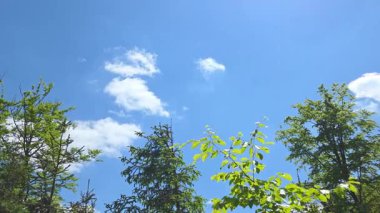 Dağınık kabarık bulutlu parlak mavi gökyüzü yemyeşil ağaçların üzerinde dingin bir atmosfer yaratır. Doğada mükemmel bir yaz gününün huzur ve güzelliği..