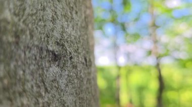 Ağaç kabuğunun doğal dokusuna yakın plan. Arka planda bulanık yeşil bir orman var. Güneş ışığı yaprakların arasından süzülerek huzurlu ve huzurlu bir atmosfer yaratır. Doğa ve sükunet temaları için ideal.