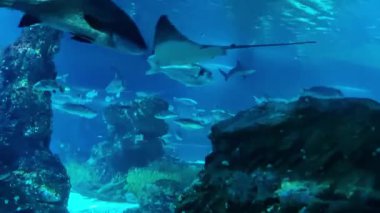 Sualtı sahnesinde canlı bir akvaryum ortamında mercan yapıları arasında zarif bir şekilde süzülen köpekbalıkları ve vatozlar vardı. Okyanus ekosisteminin çeşitli deniz yaşamı güzelliği ve dinamizmi.