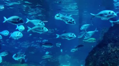 Canlı bir sualtı sahnesi, sakin ve derin bir okyanusta zarafetle yüzen bir balık sürüsünü gösteriyor. berrak su, balıkların gümüş pullarını vurgular. Deniz bitkisinin gölgeleri ise deniz çevresine derinlik ve hareket katar..