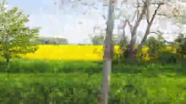 Bereketli yeşil çimenler ve çiçek açmış canlı sarı bir tarla içeren sakin bir bahar manzarası. Yukarıdaki parlak mavi gökyüzü ile, uzun ağaçlar sahneyi çerçeveler. Doğal güzellik ilham ve huzur verir..