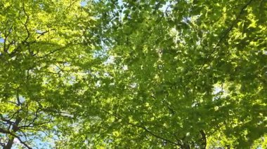 Güneş ışığı yemyeşil yapraklardan oluşan canlı bir gölgelikten süzülerek sakin, doğal bir manzara yaratır. Işık ve gölge oyunu baharın tazeliğini vurgular, doğa temalı tasarımlar ya da sakin dekorlar için mükemmeldir..