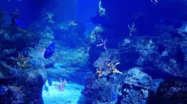 Sersemletici sualtı deniz yaşamı, derin mavi okyanus ortamında canlı mercan resifleri ve çeşitli balık türleri sergiliyor. Sahne, doğa ve okyanus temalı tasarımlar için mükemmel olan su ekosistemlerinin güzelliğini ve biyolojik çeşitliliğini vurgular..