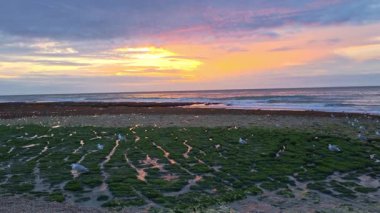 Gün batımında sakin bir sahil sahnesinde yemyeşil yosunlarla kaplı gel-git havuzları sergileniyor. Sakin sular ve uzak dalgalar barışçıl bir atmosfer yaratırken sıcak ve canlı renkler gökyüzünü dolduruyor ve günlerin sona erdiğini yansıtıyor..
