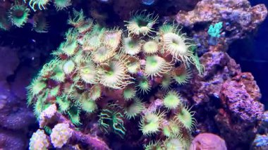 Renkli bir sualtı sahnesi canlı yeşil poliplerle dolu gelişen bir mercan resifini gösteriyor. Mercan ve çeşitli deniz yaşamlarının karmaşık ayrıntıları okyanus ekosistemlerinin güzelliğine bir bakış sunar..