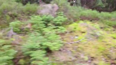 Yamaçta yemyeşil yemyeşil bir arazinin olduğu bulanık orman manzarası hareketi akla getiriyor. Yeşil yapraklar, yosunlar ve ağaç gövdeleri ormanda hız hissi uyandıran doğal bir zemin oluşturur..