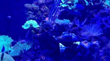 Değişik deniz yaşamlarıyla dolu canlı bir mercan resifinin olduğu çarpıcı bir sualtı akvaryumu sahnesi. çeşitli mercanlar ve deniz oluşumları parlak mavi bir ortamda gelişir, deniz ekosistemlerine büyüleyici bir bakış yaratır..